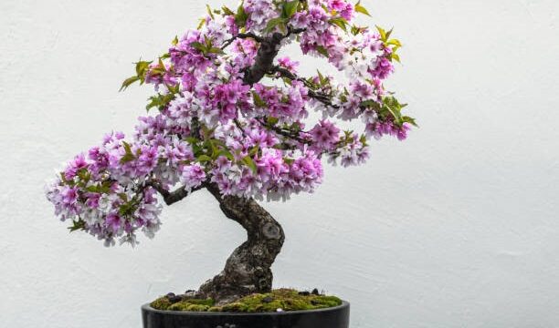 Best-Weeping-Cherry-Tree-Bonsai-for-Sale-in-Holmen-WI