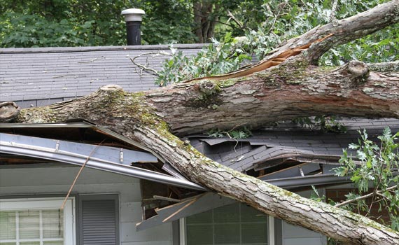 fallen-tree-on-roof-due-to-storm-damage