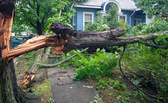 fallen-tree-on-sidewalk-due-to-storm-damage