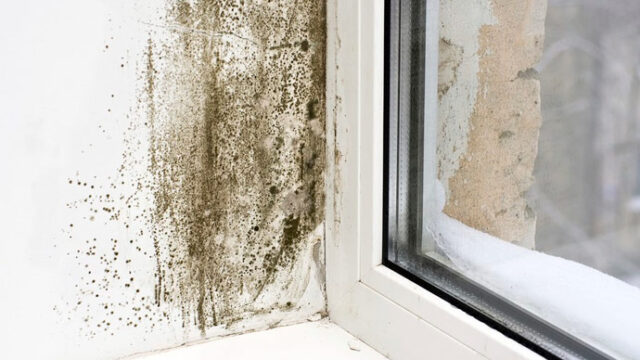 mold-removal